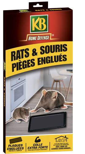 anti rat, piège glu, piège colle rat, colle souris